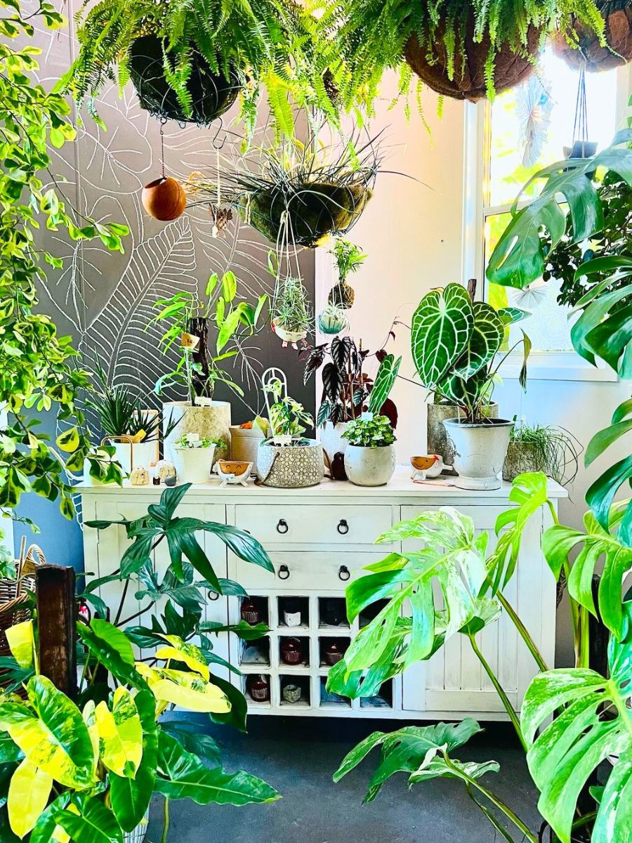 Super green indoor plants