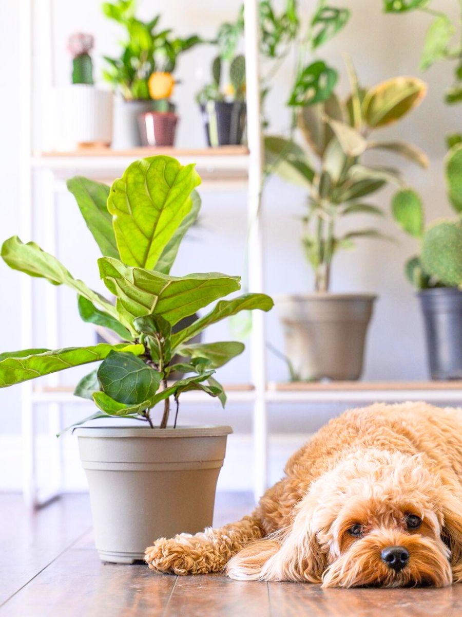 Dog laying besides a Fiddle Leaf plant