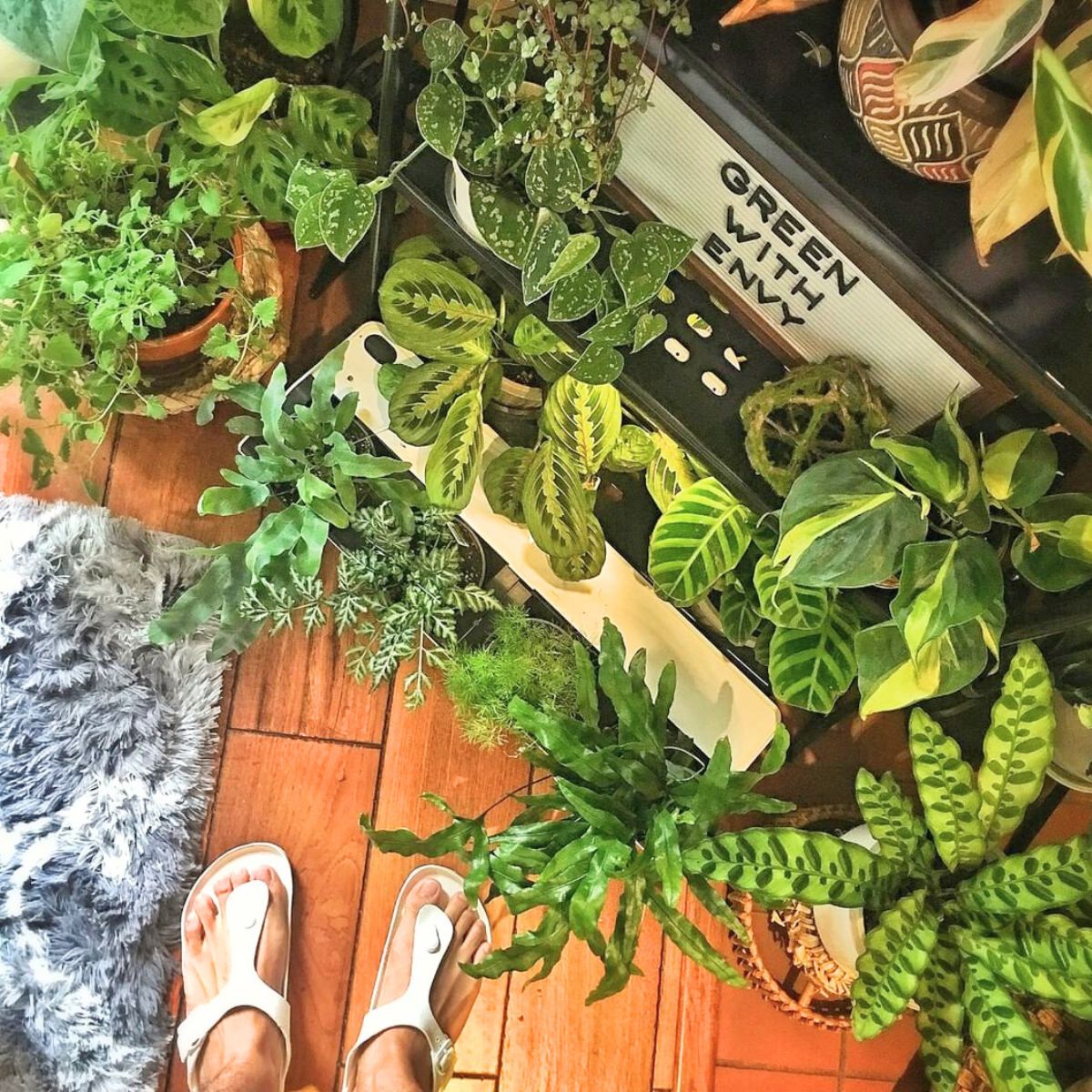 A space filled with indoor plants