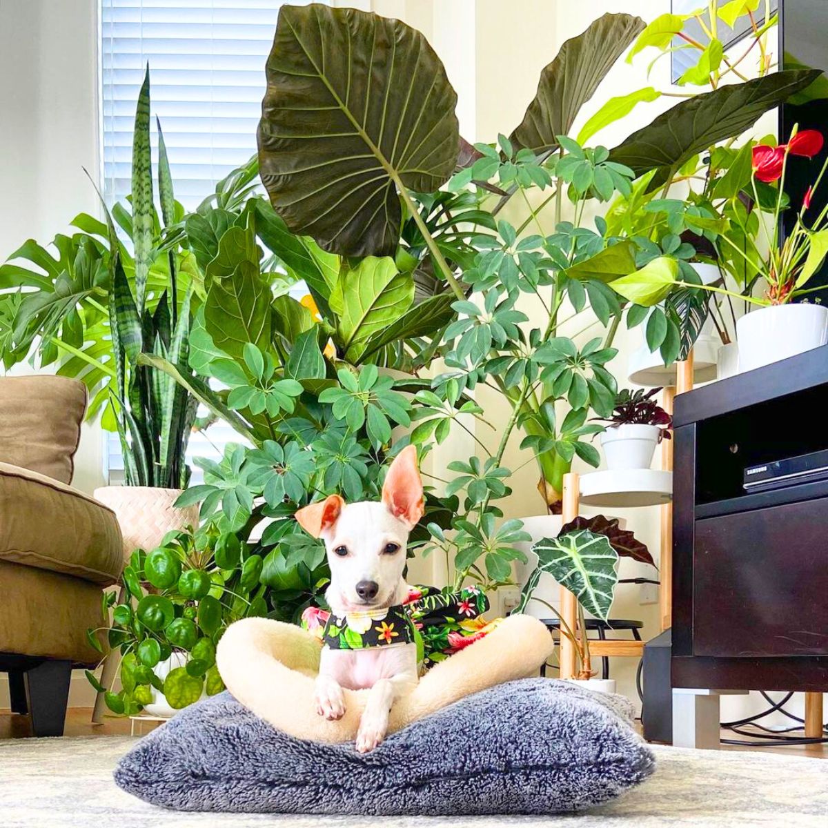 Dog in living room with green plants