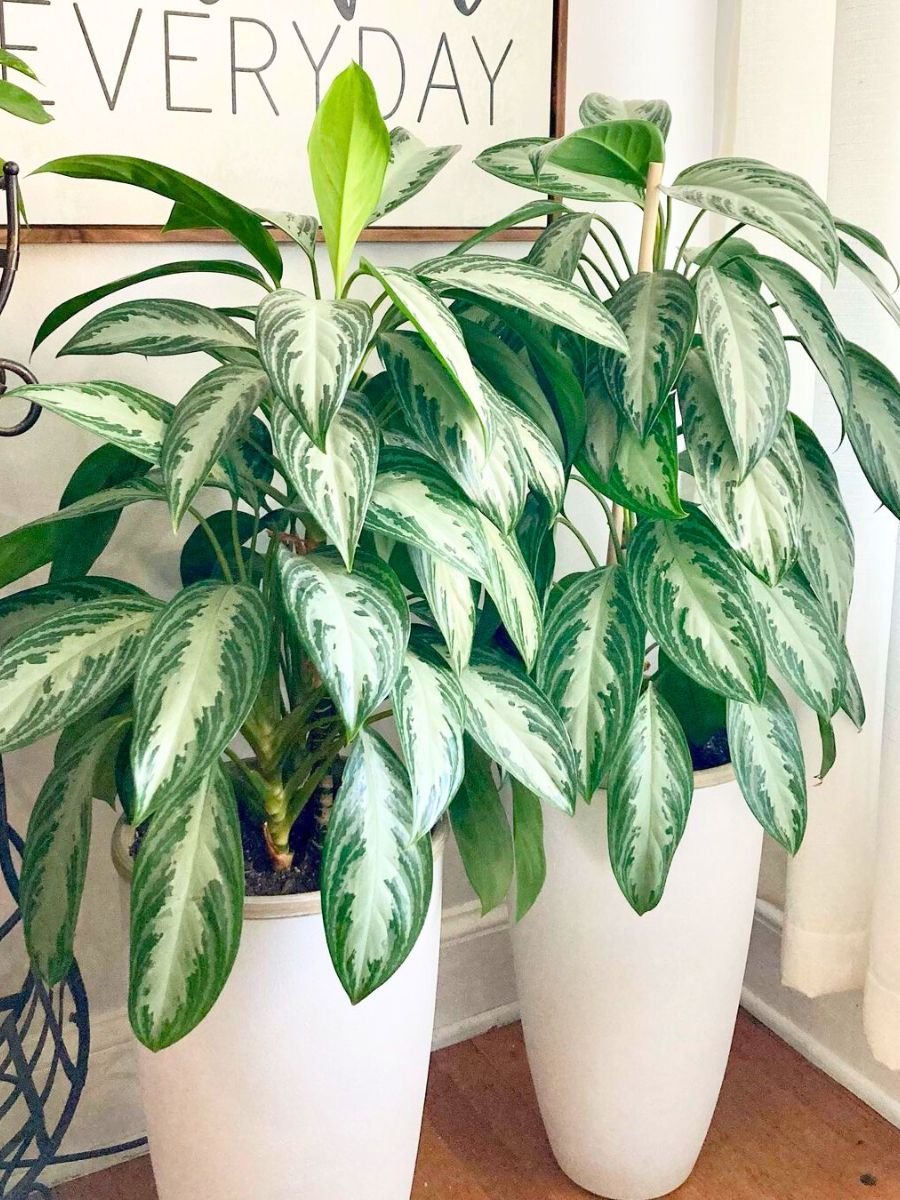 Chinese Evergreen indoor plant