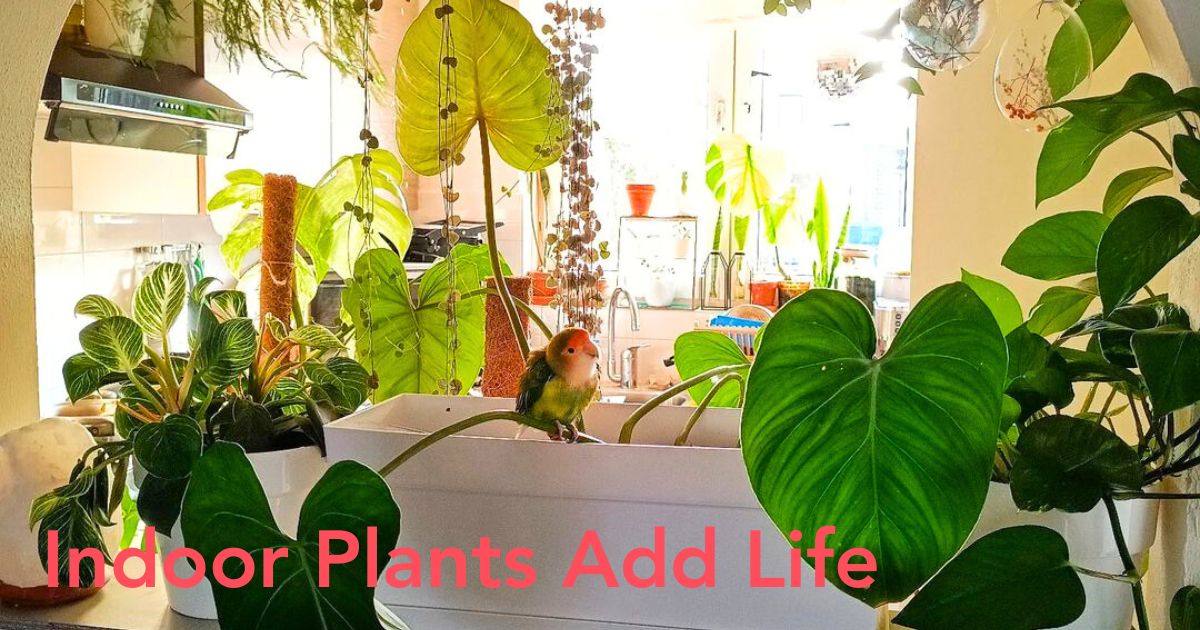 Indoor plants in a kitchen