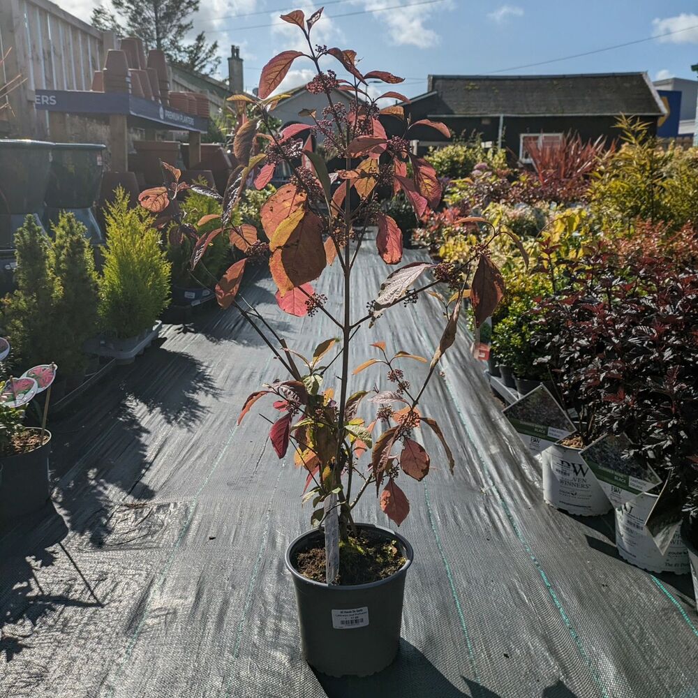 Autum plant taking sun bath