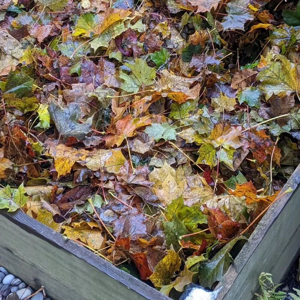 wastage leaf of plants