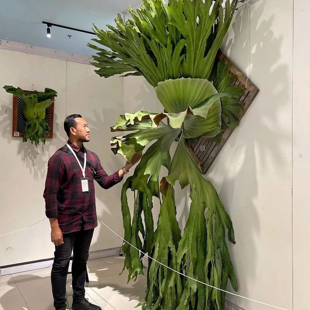 Men checking big indoor plant