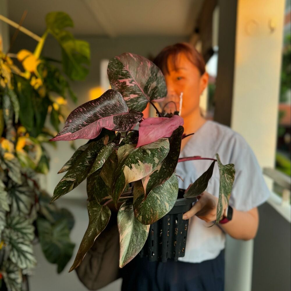 Lady holding big leaf house plant