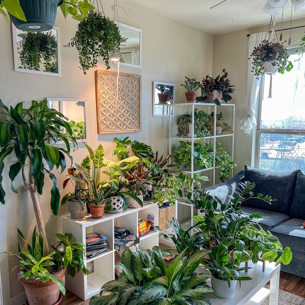 plants for your living room