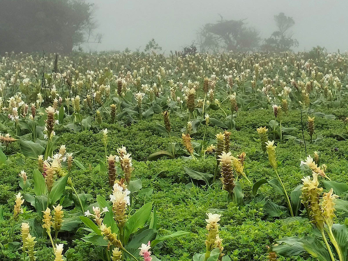 Kas Plateau India Curcuma pseudomontana