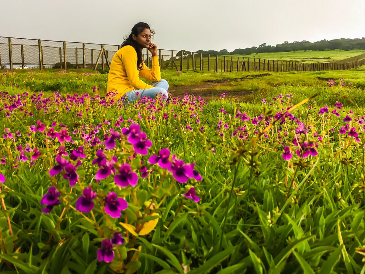 Kas Plateau India Utricularia purple