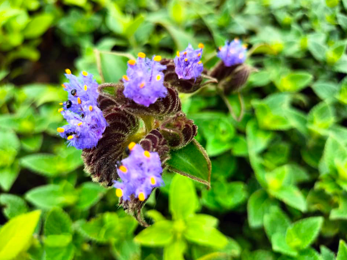 Kas Plateau India Cyanotis tuberosa