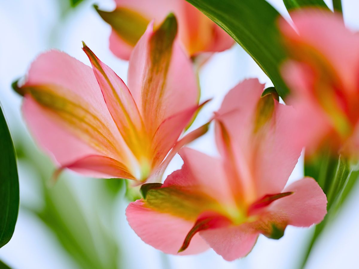 Royal Van Zanten’s Charmelia Apricot Adds an Extra Charm to the Elegance of Floral Arrangements