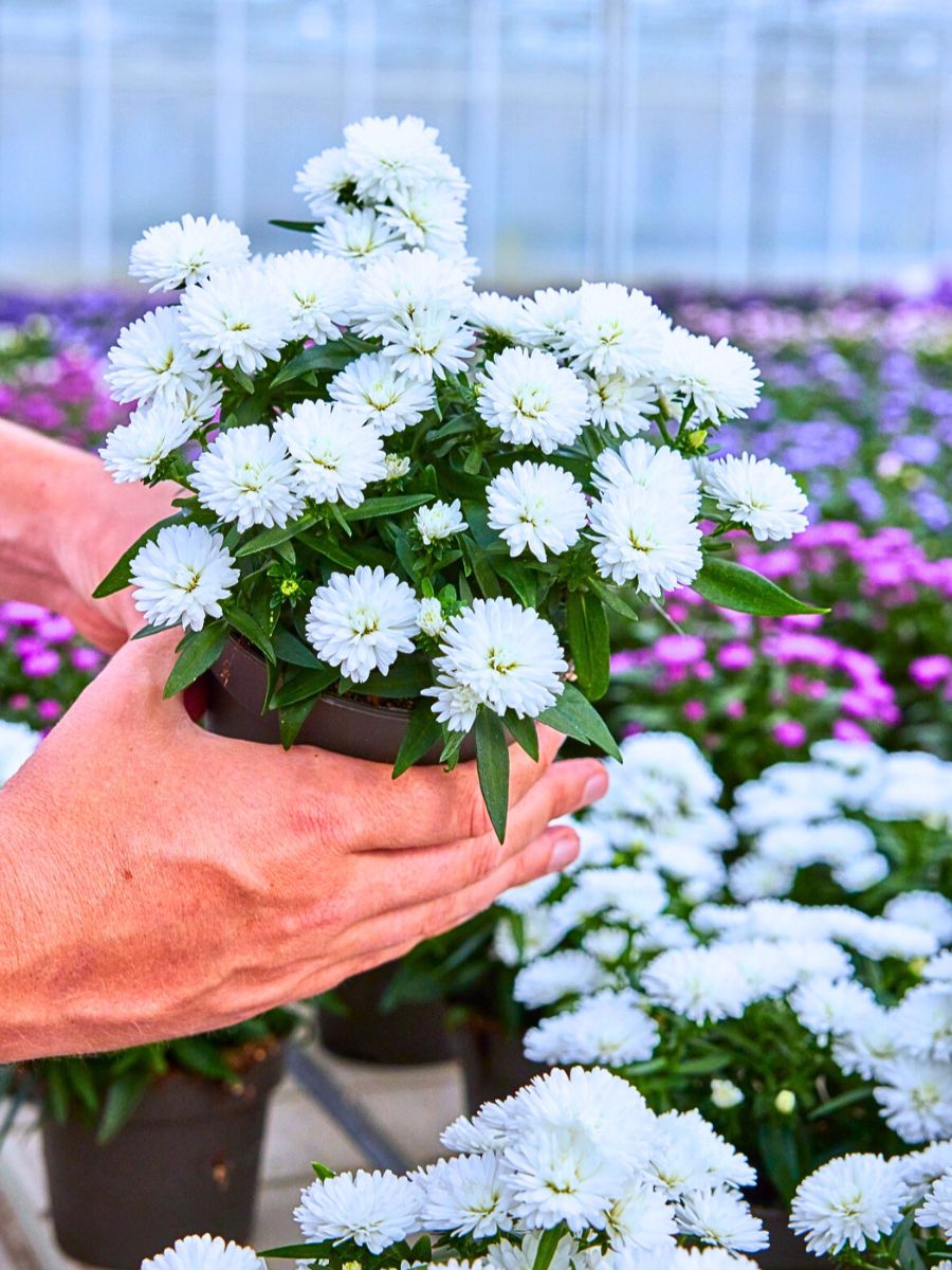 ​Aster Flower Meaning - Symbolism and Significance of Asters