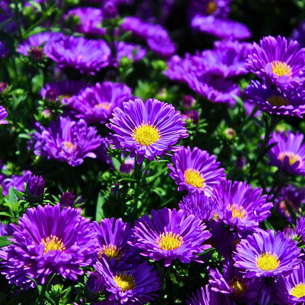 ​Aster Flower Meaning - Symbolism and Significance of Asters