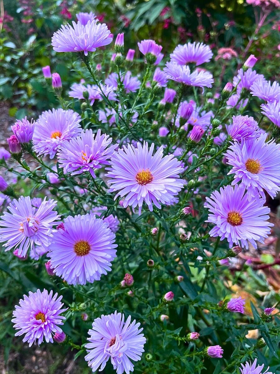 ​Aster Flower Meaning - Symbolism and Significance of Asters