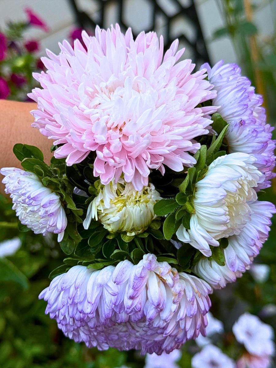 ​Aster Flower Meaning - Symbolism and Significance of Asters