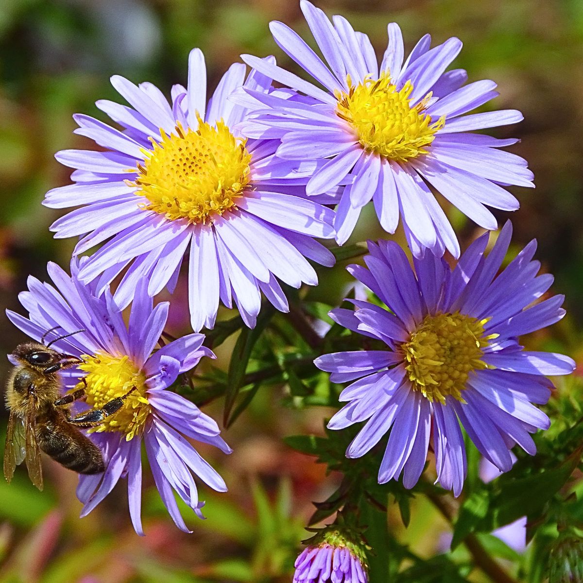 ​Aster Flower Meaning - Symbolism and Significance of Asters