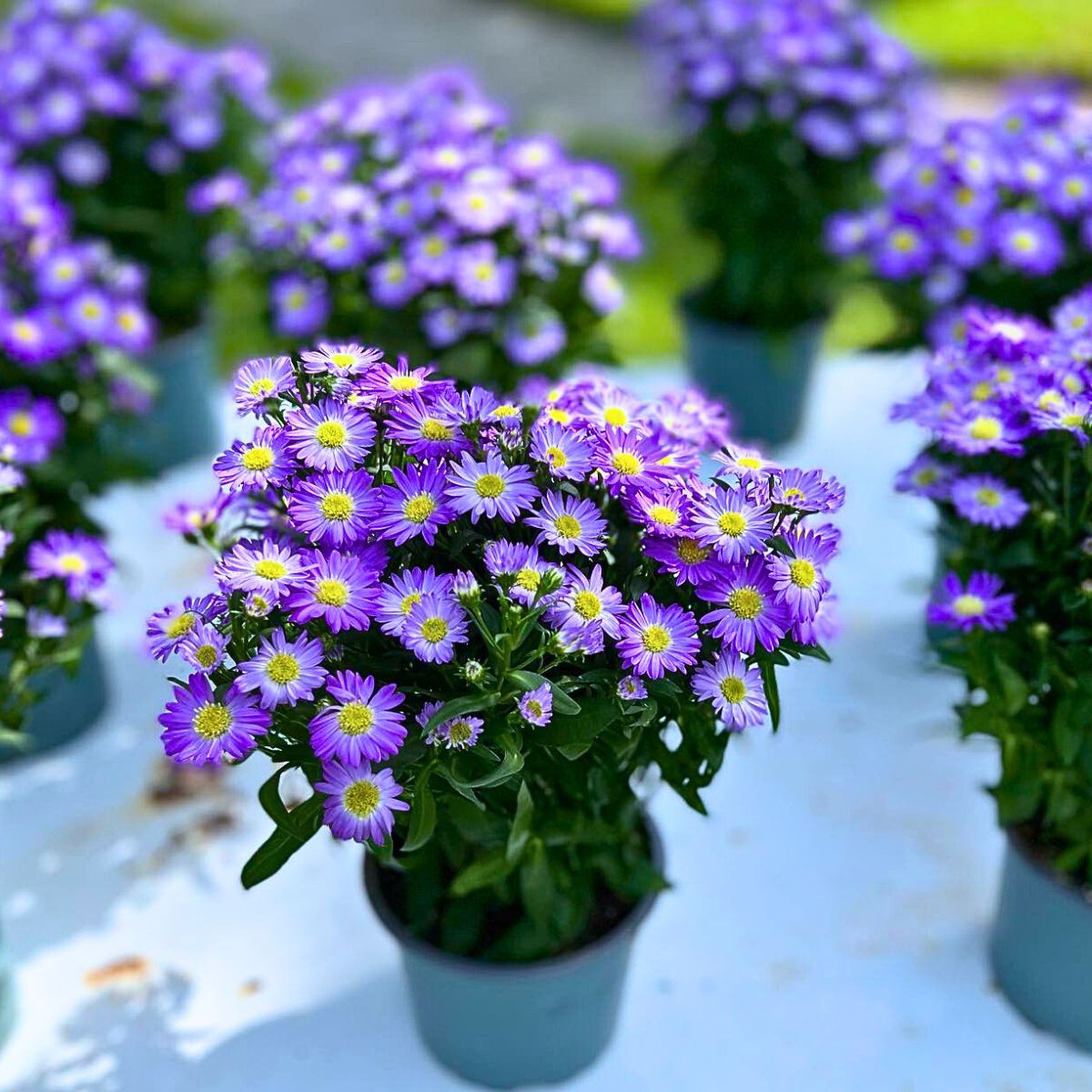 ​Aster Flower Meaning - Symbolism and Significance of Asters