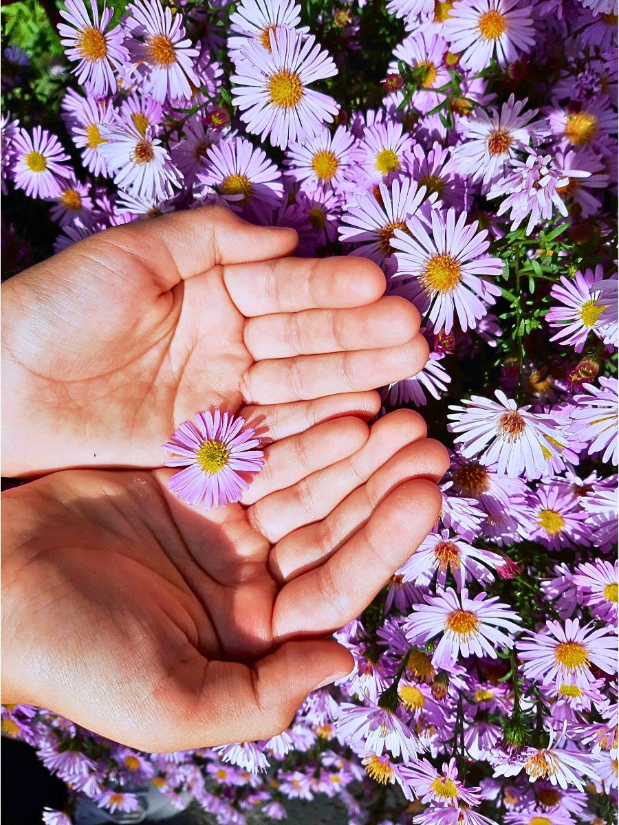 ​Aster Flower Meaning - Symbolism and Significance of Asters