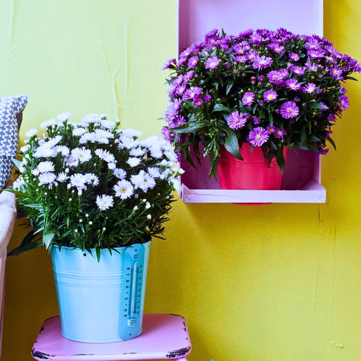 Aster Flower Meaning - Symbolism and Significance of Asters