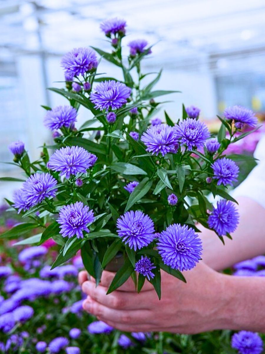 Aster Flower Meaning - Symbolism and Significance of Asters