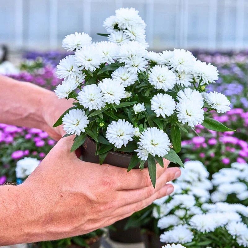 Aster Flower Meaning - Symbolism and Significance of Asters