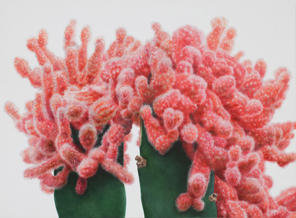 Kwang-ho Lee Brings Cacti to Life in His Giant Paintings Cactus Art