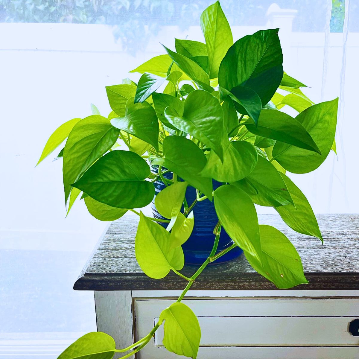 The Easiest Houseplants to Propagate