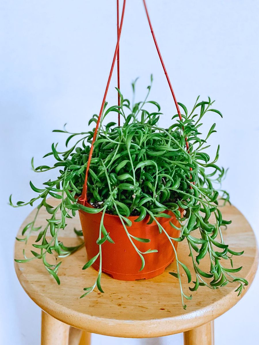 The Easiest Houseplants to Propagate