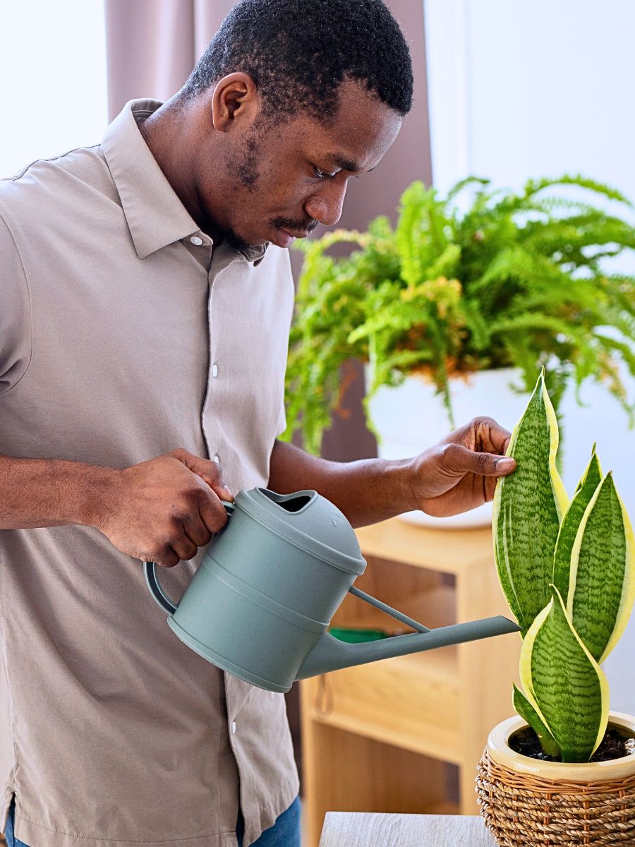 The Easiest Houseplants to Propagate