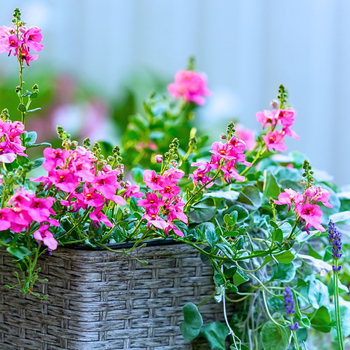 Gradually Transition Your Garden From Summer to Autumn