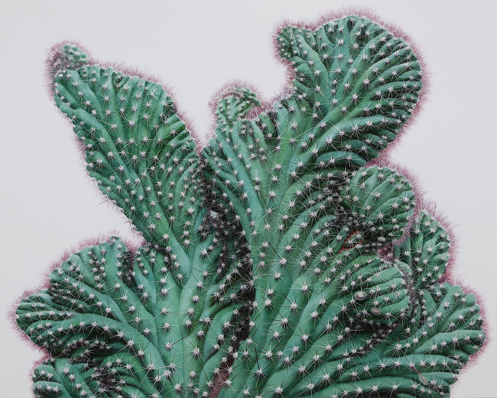 Kwang-ho Lee Brings Cacti to Life in His Giant Paintings Big Cacti Art