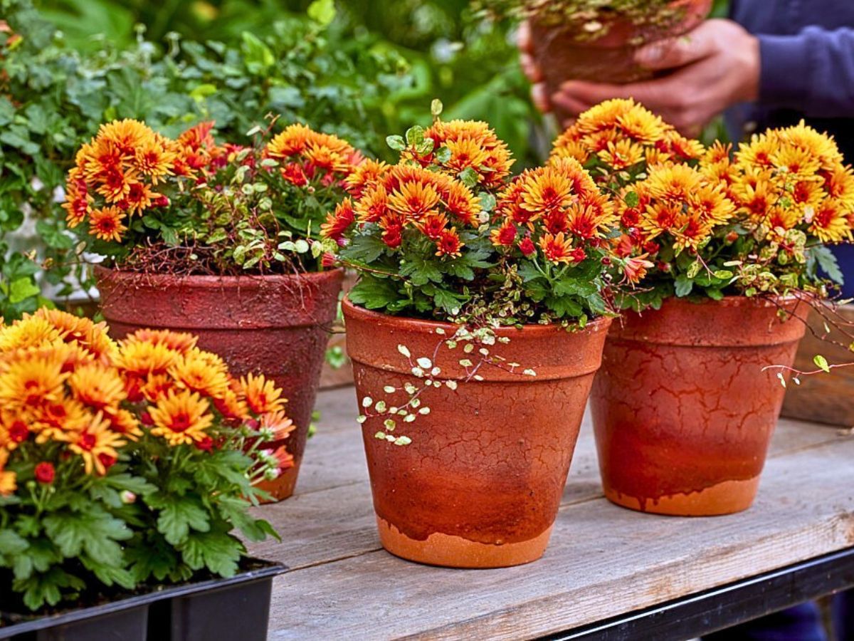 How to Gradually Transition Your Garden From Summer to Autumn