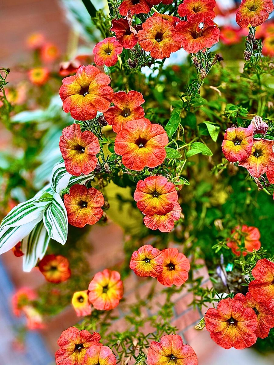 How to Gradually Transition Your Garden From Summer to Autumn