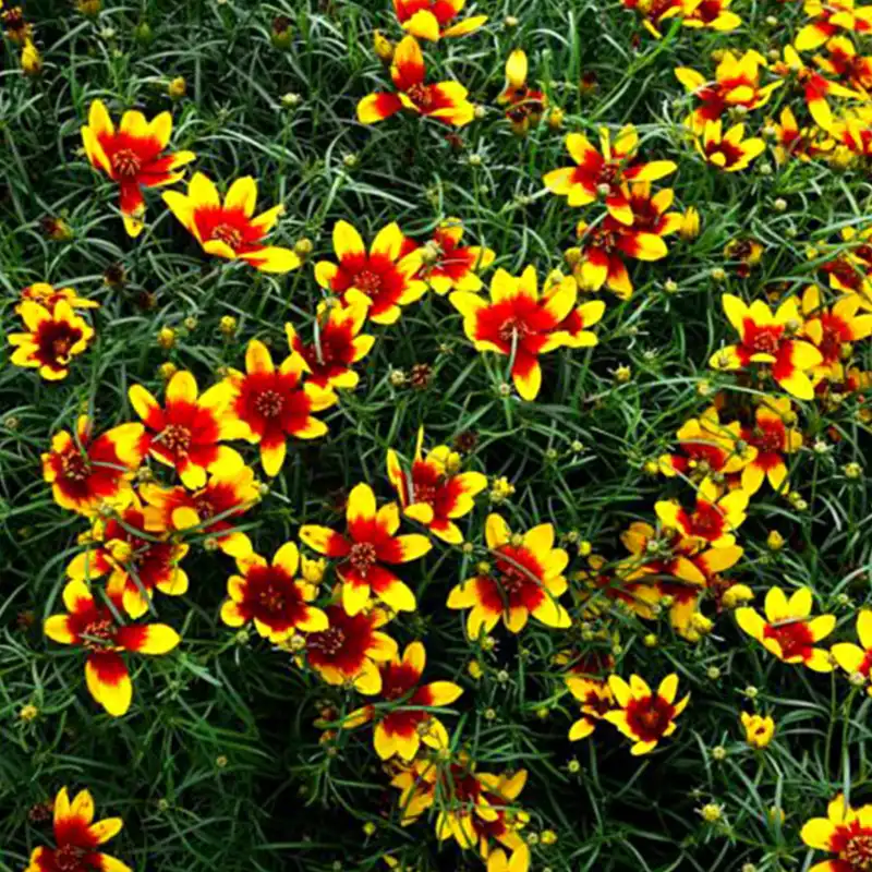 Coreopsis Corleone Red and Yellow