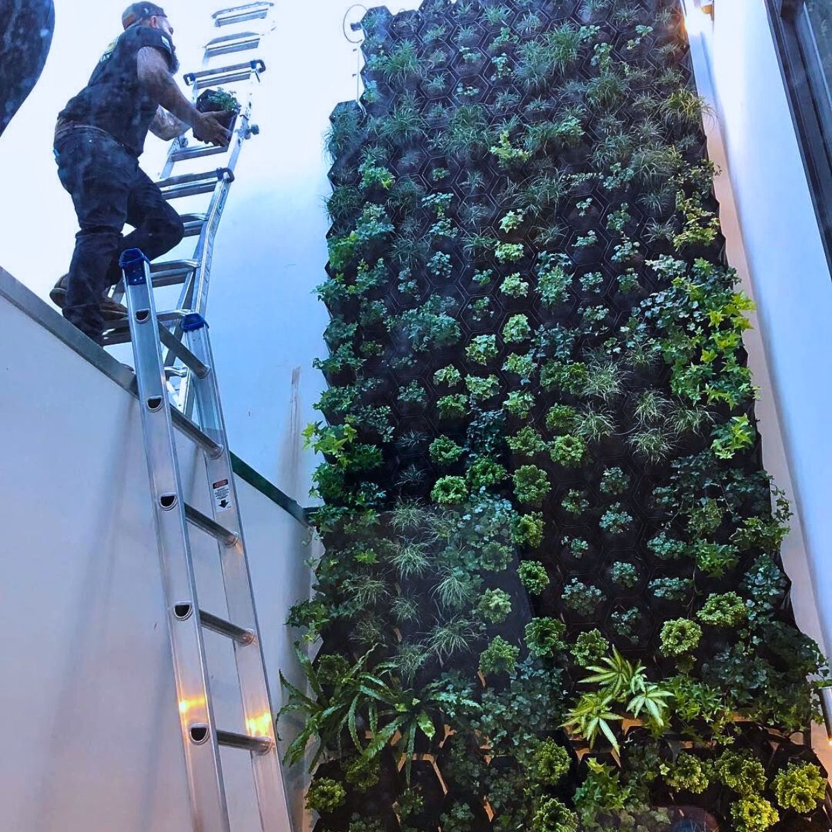 Vertical Gardens Offer Many Health Benefits You Should Know About