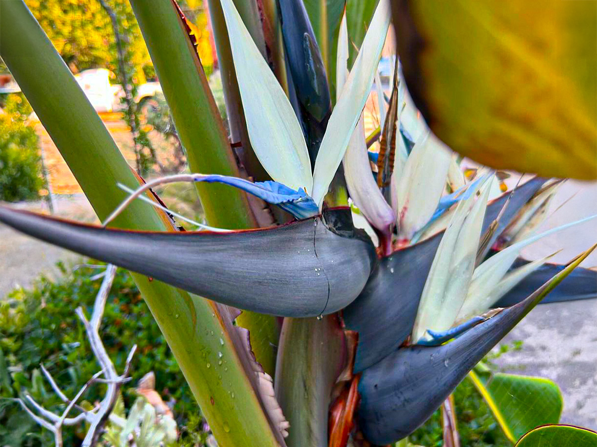 White Bird of Paradise flowering