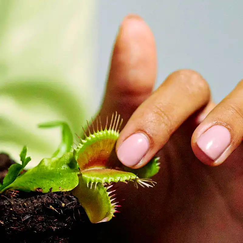 Everything You Should Know About Venus Flytrap Plants