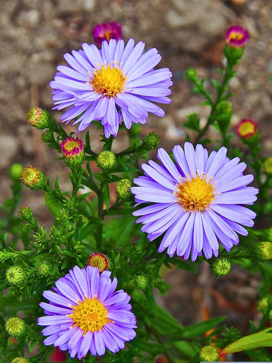 Aster flower meaning