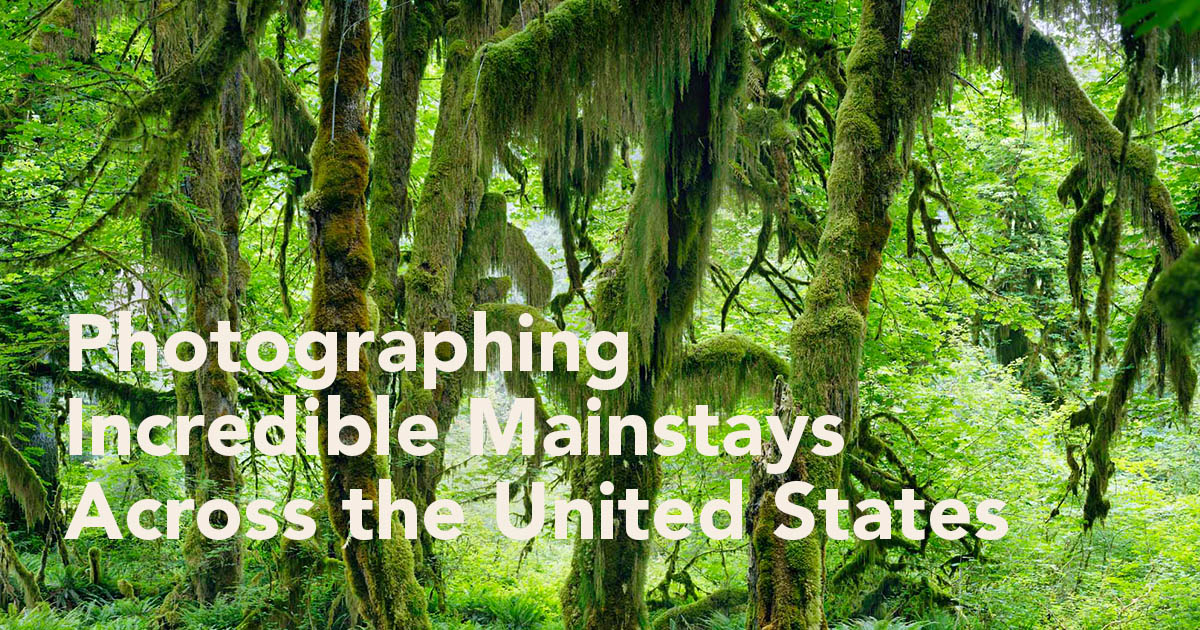 Photographing ancient trees