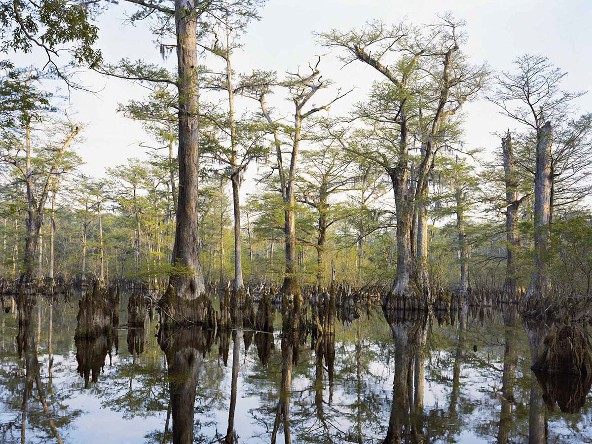 Mitch Epstein Bald Cypresses Black River Cape Fear