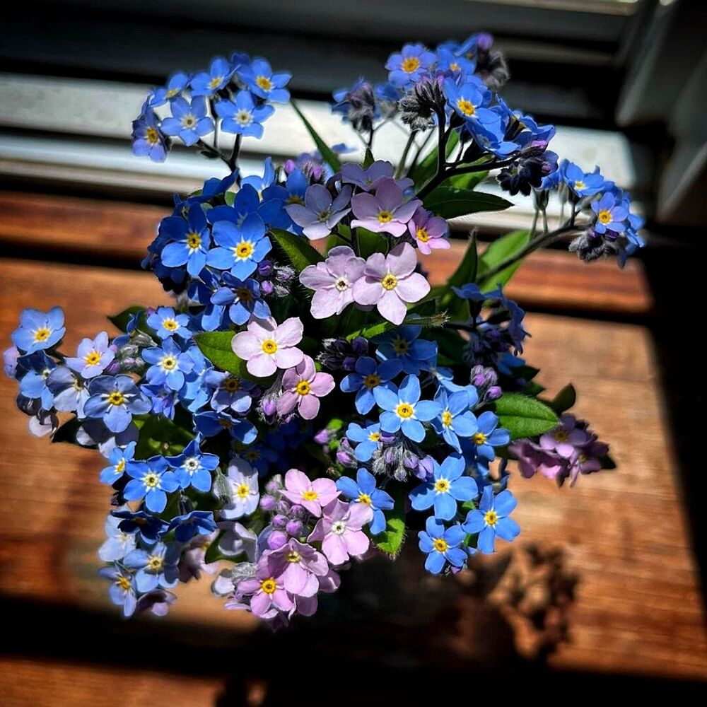 forget me not flowers in multiple shades of blue