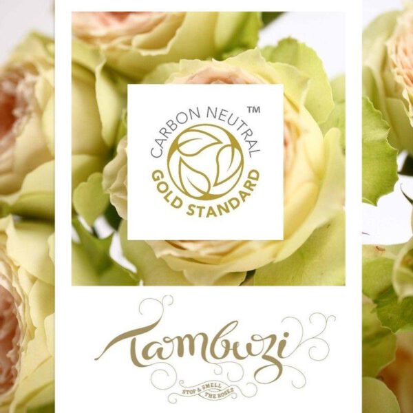 Climate-Positive Parfum Flower Company Offers CO2-Neutral Roses Tambuzi