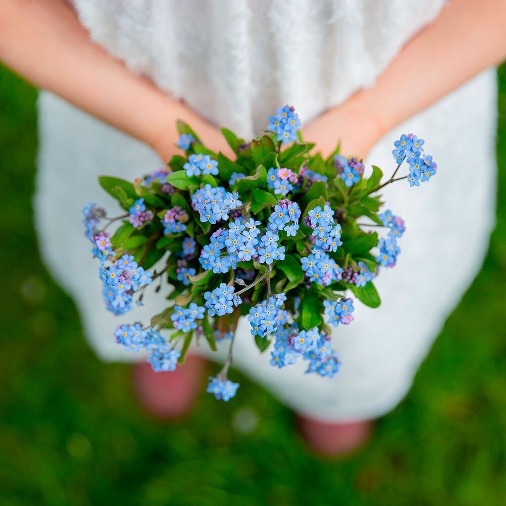 a beautiful bunch of forget me nots which can be added to a bouquet