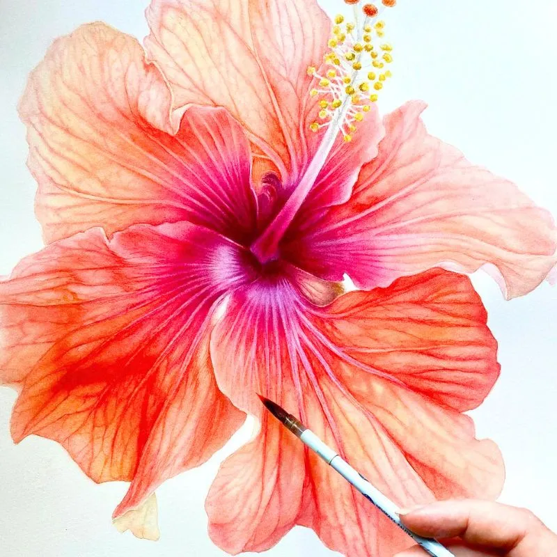 Watercolor hibiscus