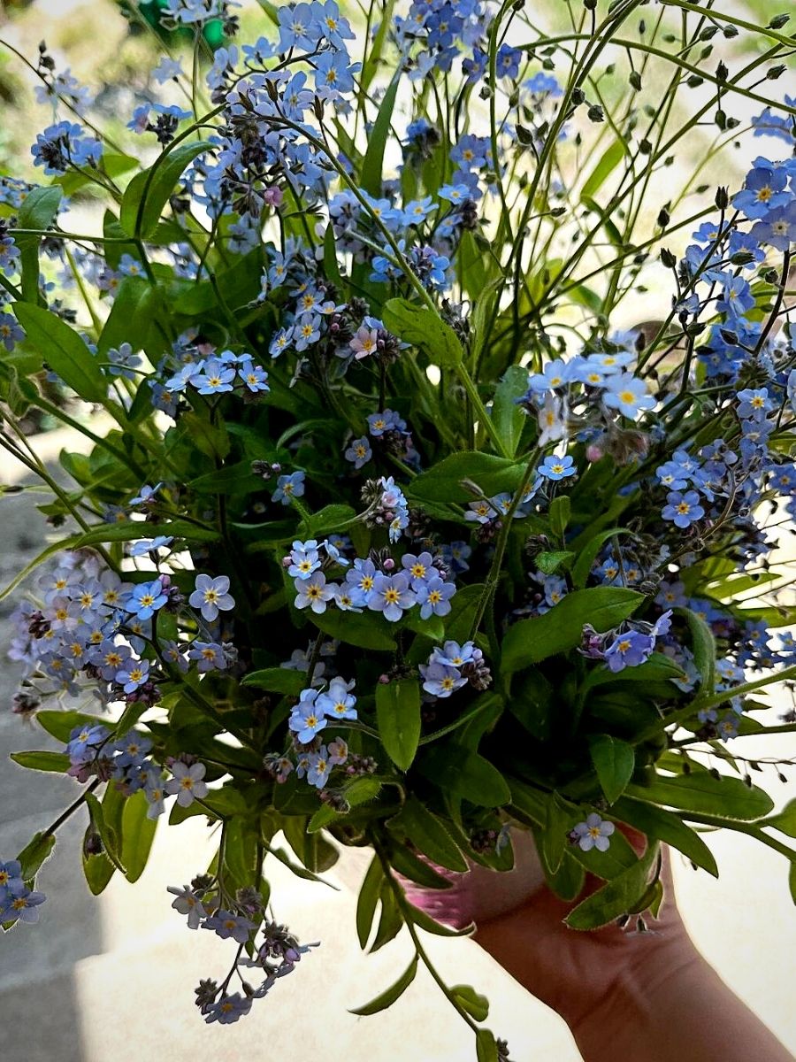 forget me not flower bouquet