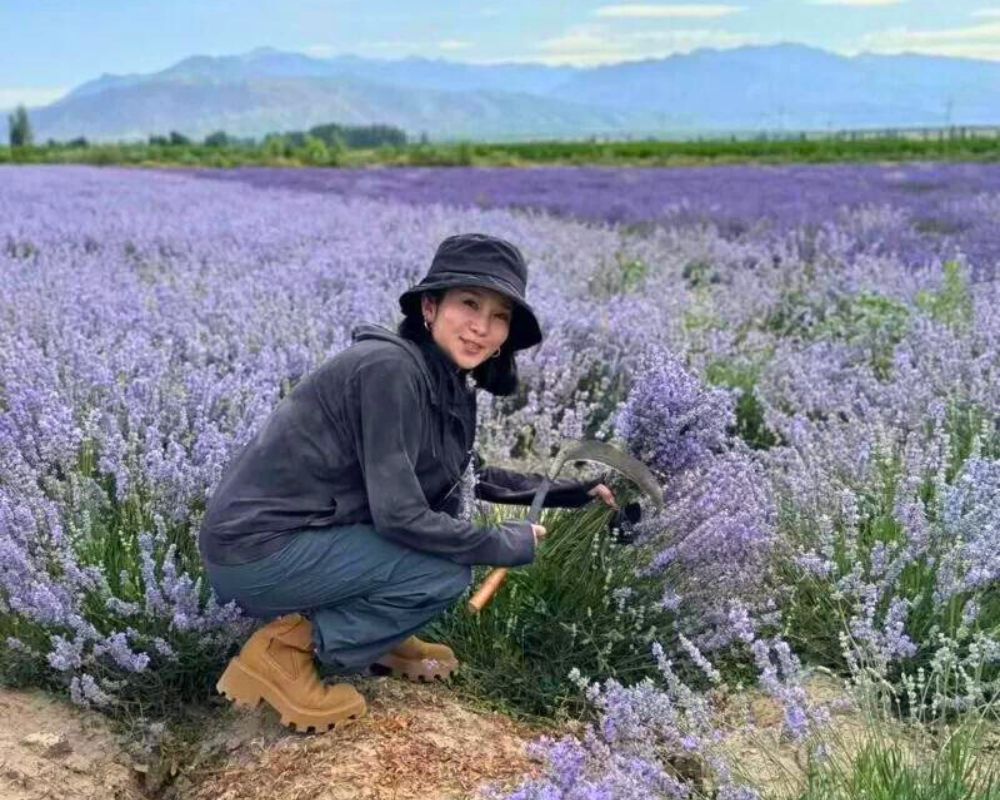 Fresh from Source China Lavender