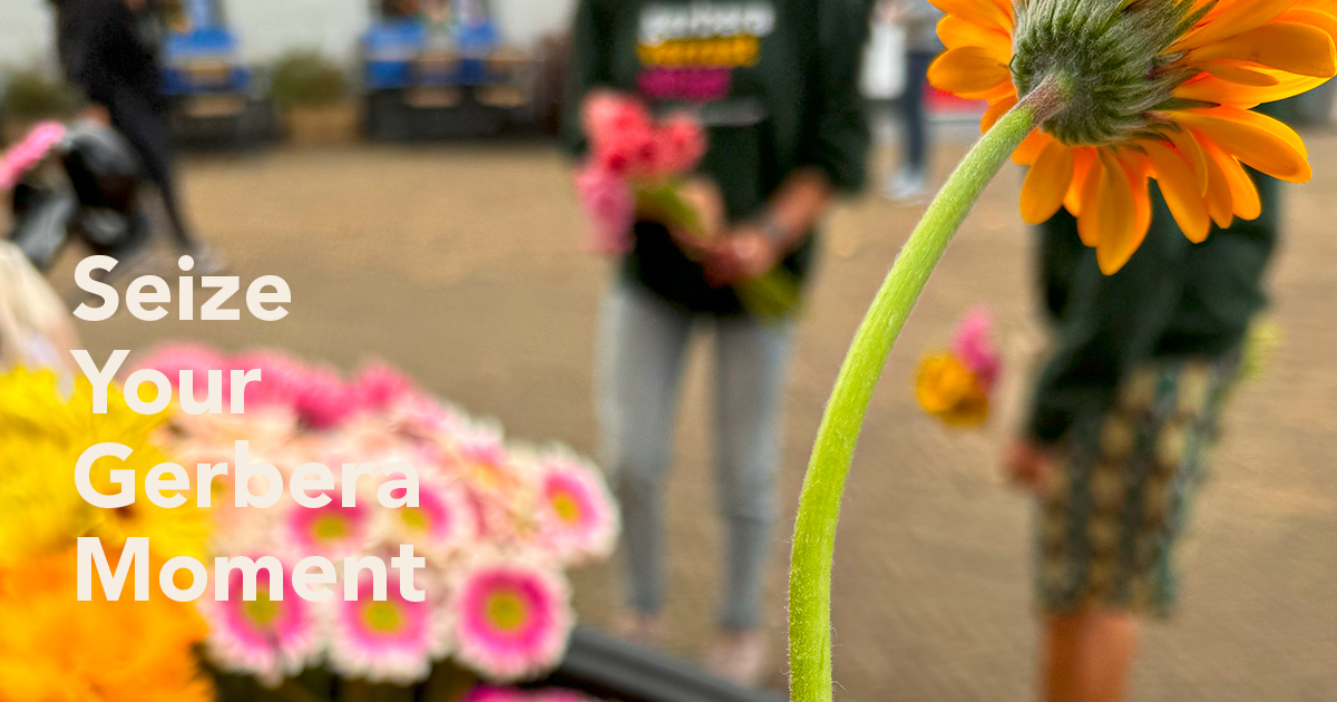 Coloured by Gerbera in Delft