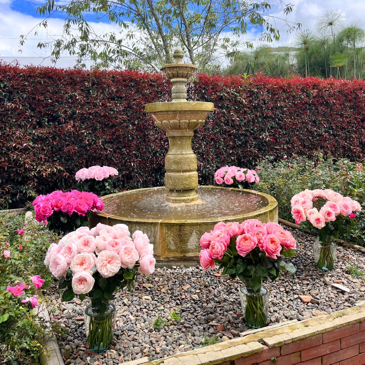 Alexandra Farms garden roses in pink shades