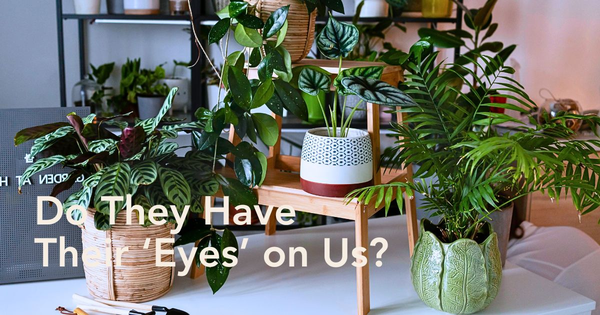 The Secret Life of Plants: Do They Have Eyes on Us?