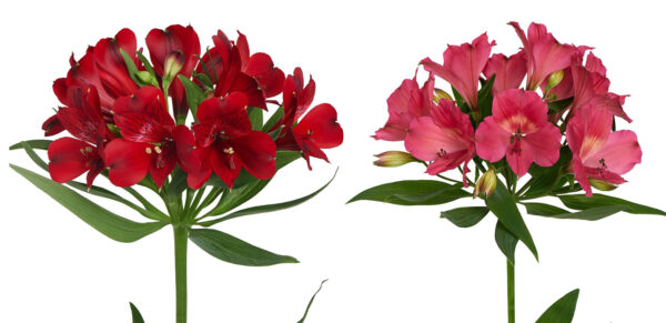 TOTF2021FE 08 Royal Van Zanten - Flowers - Alstroemeria Ruby Velvet - Dark Intenz Pink